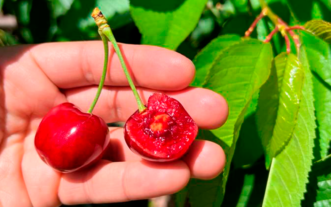 Challenges of the cherry crop in 2022: a race against time