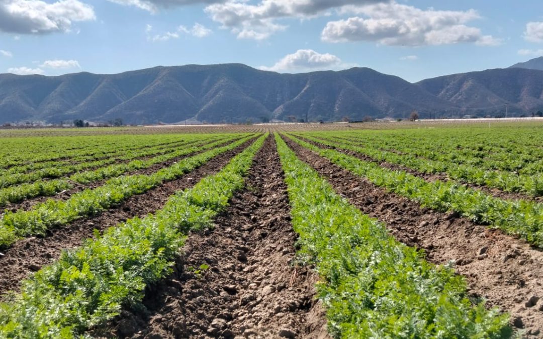 La algas marinas en la agricultura: antes y ahora.