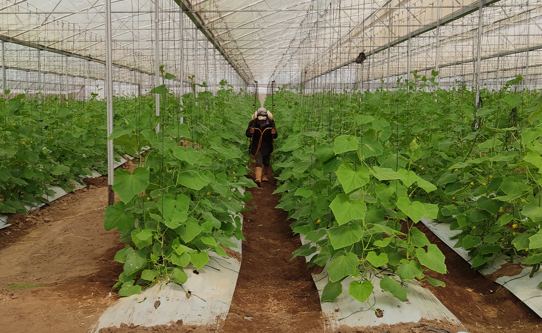 5 razones por las que los extractos de algas marinas están transformando la agricultura moderna